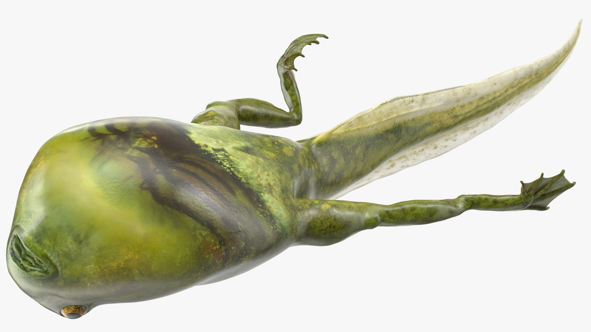 Frog Life Cycle Stages Rigged 3D model https://p.turbosquid.com/ts-thumb/Bb/fmxkNC/zH/froglifecyclestagesrigged3dsmodel057/jpg/1617398030/1920x1080/fit_q87/35de9ef4df43efae91c2419f029520a07c6019c3/froglifecyclestagesrigged3dsmodel057.jpg