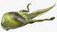 Frog Life Cycle Stages Rigged