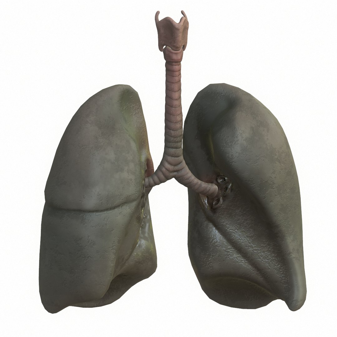 Lungs smoker model - TurboSquid 1434094