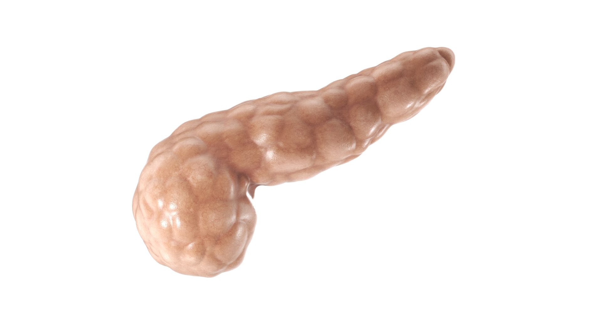 Pancreas PBR 3D model https://p.turbosquid.com/ts-thumb/Bb/sCcPoq/ZX/01/jpg/1769542992/1920x1080/fit_q87/b3ac918e2d855f13a176860d1fa41ffdf62993ca/01.jpg