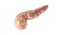 Pancreas PBR 3D model