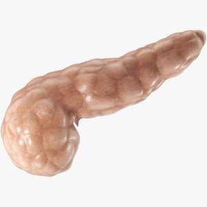 Pancreas PBR 3D model