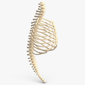 Chest Spine Bones