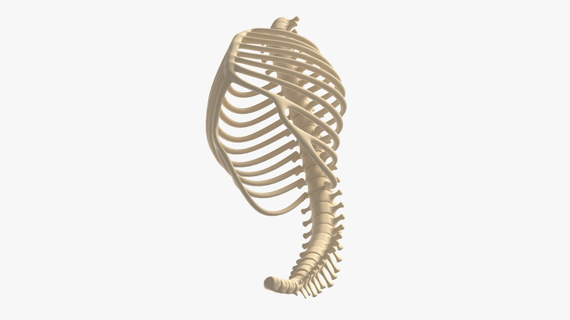 3D animal chest spine bones model TurboSquid 1441030