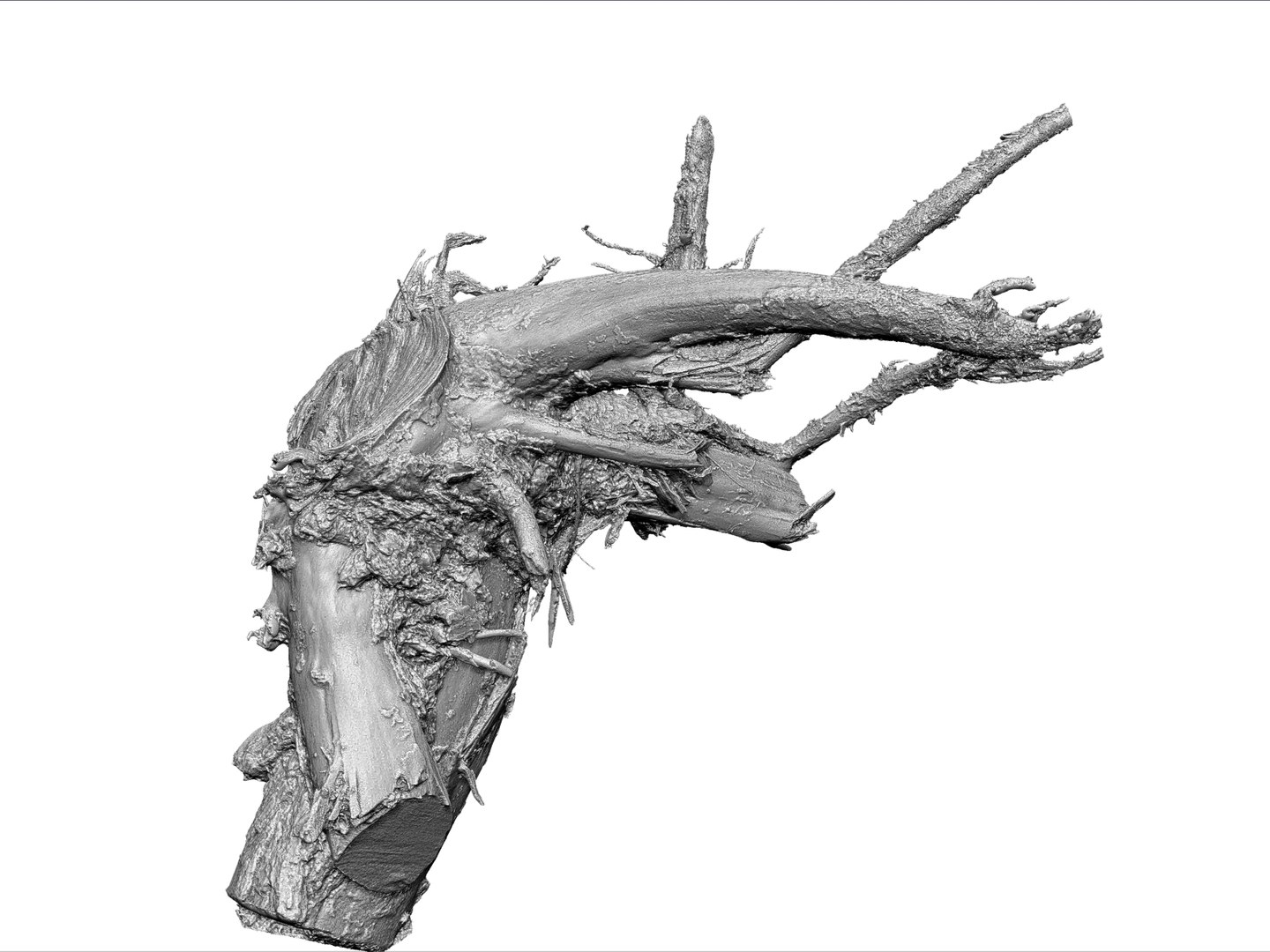 3d Model Root Stump 8k
