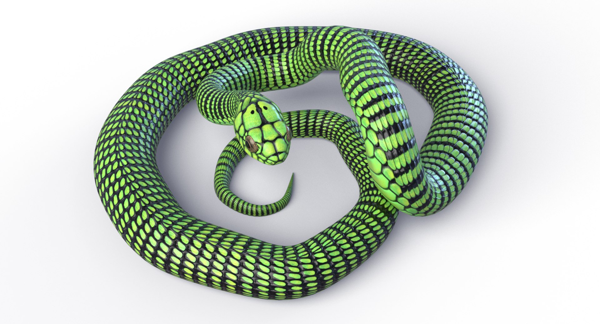 3D Boomslang - 3D Mesh - TurboSquid 1775707