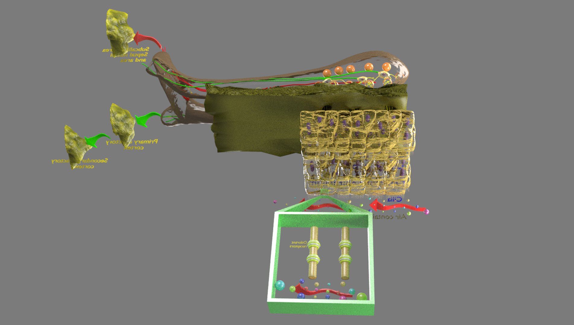 olfactory labelled 3D model https://p.turbosquid.com/ts-thumb/Bc/DGQhfX/09TOqIbT/21/png/1594010474/1920x1080/fit_q87/180606ff53d15d3269ca98e08b92572887961f06/21.jpg