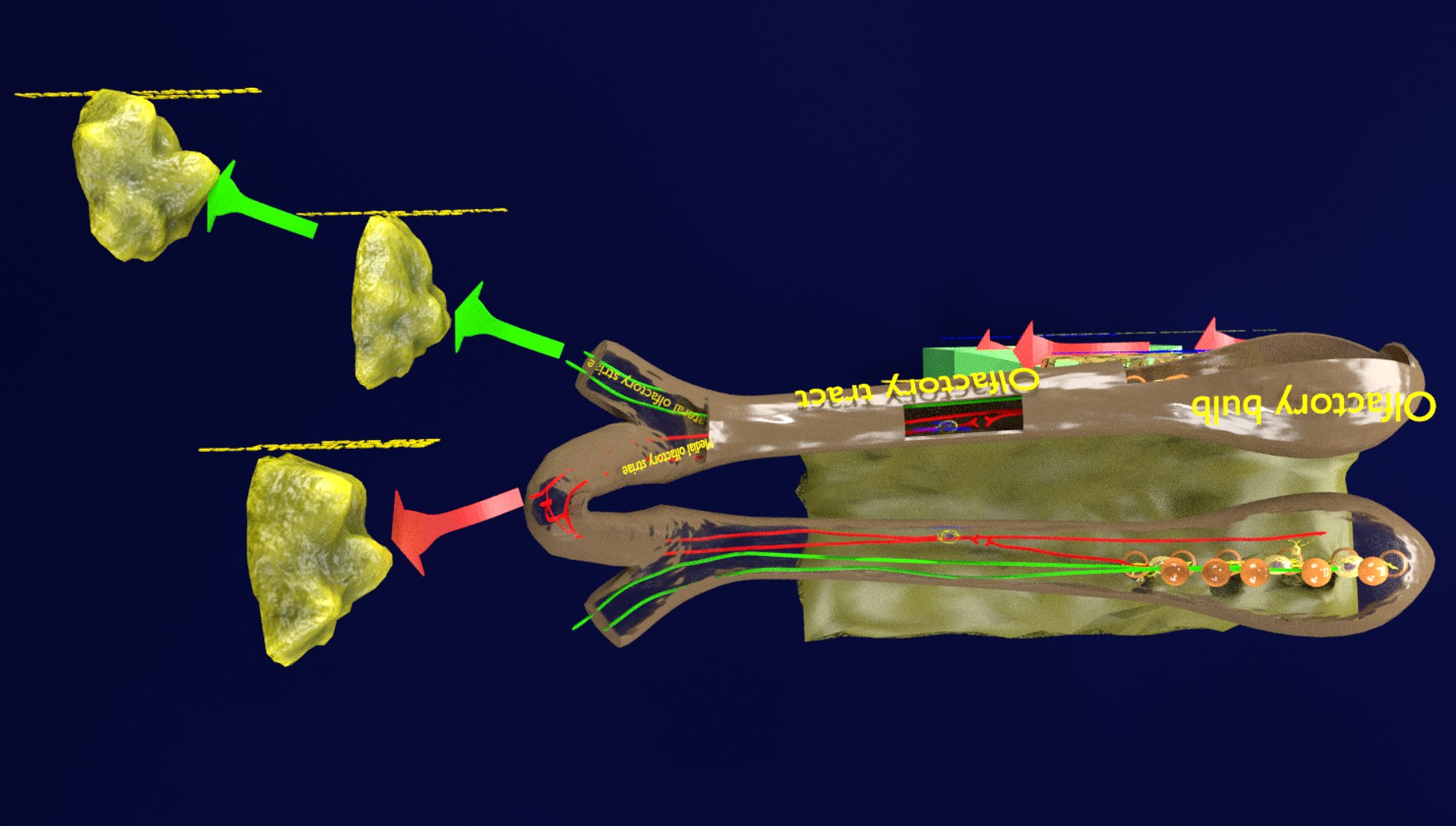 olfactory labelled 3D model https://p.turbosquid.com/ts-thumb/Bc/DGQhfX/92tO2D75/14/png/1594010346/1920x1080/fit_q87/dfe70599eeda32dbabfdb8fc83cc043407794078/14.jpg