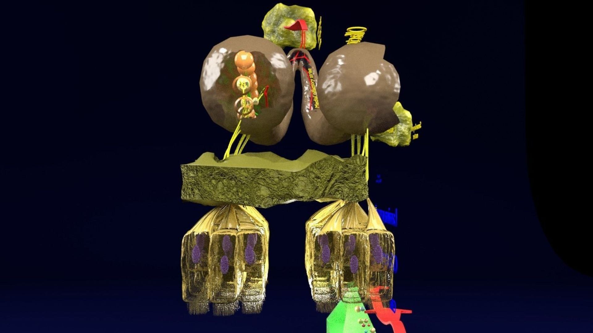 olfactory labelled 3D model https://p.turbosquid.com/ts-thumb/Bc/DGQhfX/GZ/olfactorysystemsmellodourdetaillabelled3dmodelblend1/jpg/1678698633/1920x1080/fit_q87/9c92b109b9bdde574106eddfdcabf9532c34b0cf/olfactorysystemsmellodourdetaillabelled3dmodelblend1.jpg
