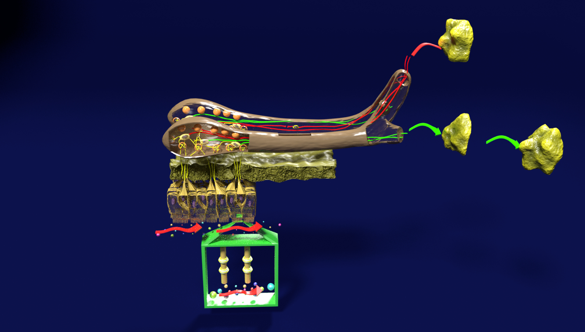olfactory labelled 3D model https://p.turbosquid.com/ts-thumb/Bc/DGQhfX/MZnMvCi6/image/png/1594012695/1920x1080/turn_fit_q99/e7e6eded265657b61d94c71bd7bbe5d54ea45374/image-1.jpg