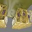 Olfactory system smell odour detail labelled