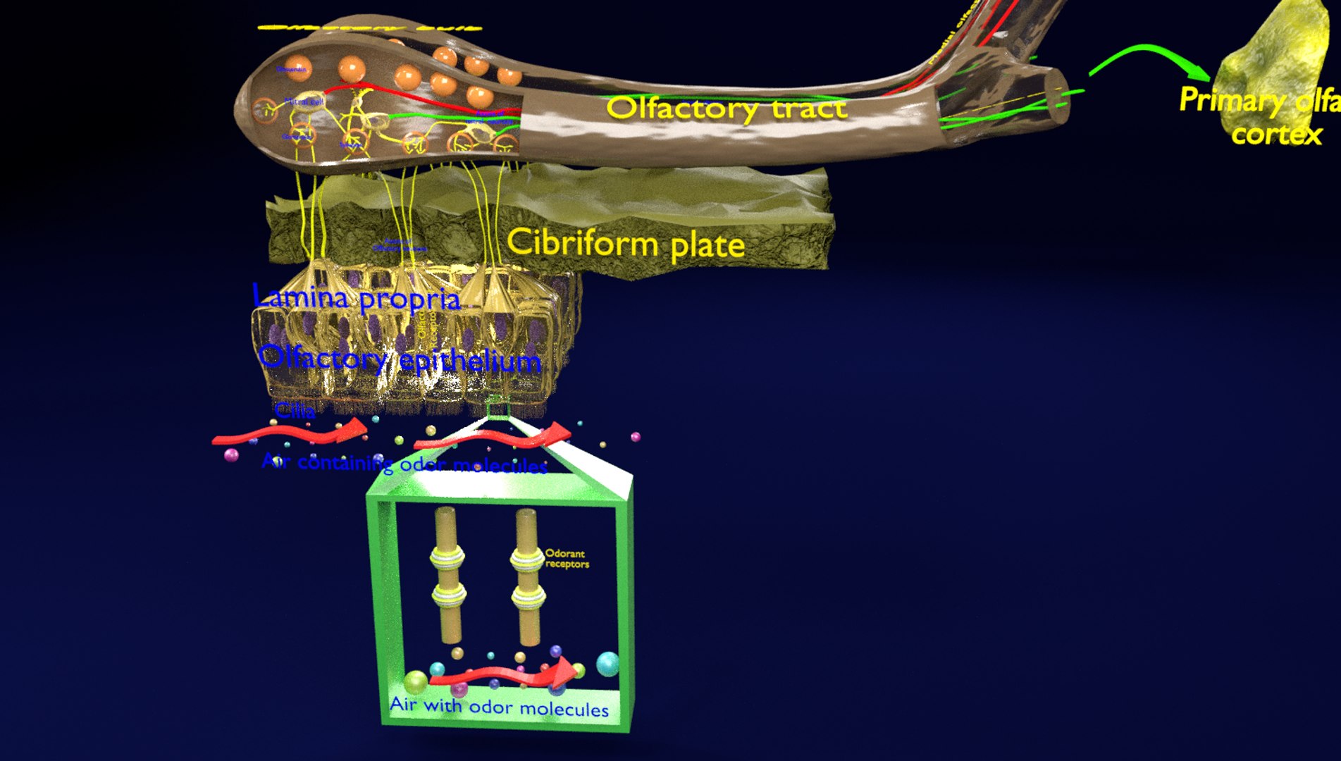 olfactory labelled 3D model https://p.turbosquid.com/ts-thumb/Bc/DGQhfX/kMYBG5Jm/7/png/1594010118/1920x1080/fit_q87/7b4e4ff242cf9eaf0caa022f915034b6c2bf9600/7.jpg