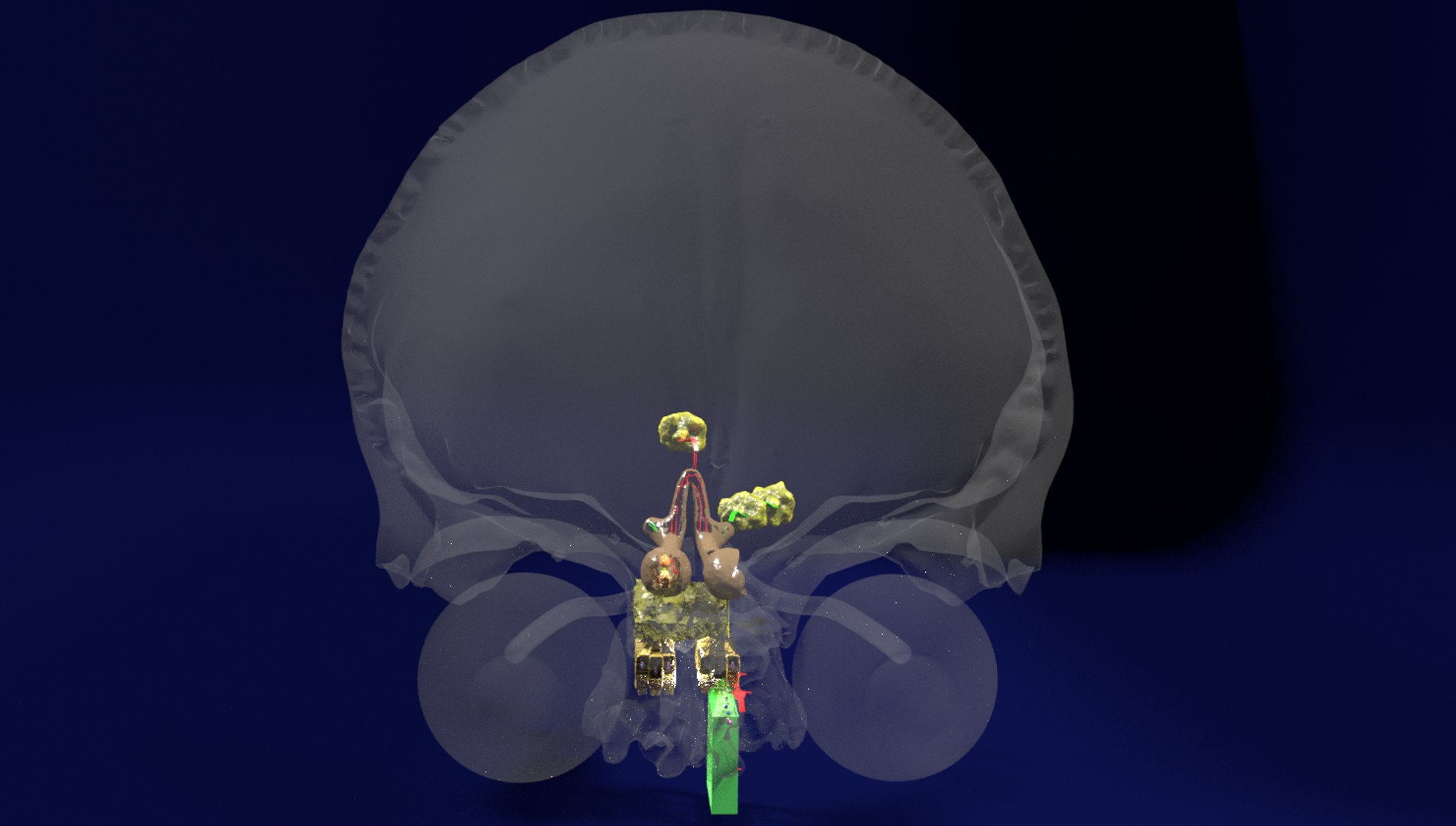 olfactory labelled 3D model https://p.turbosquid.com/ts-thumb/Bc/DGQhfX/lIJOgdyJ/28/png/1594010474/1920x1080/fit_q87/5f8d0fac3bfe1c17d51ed0eeeb305e6c5d60e75f/28.jpg