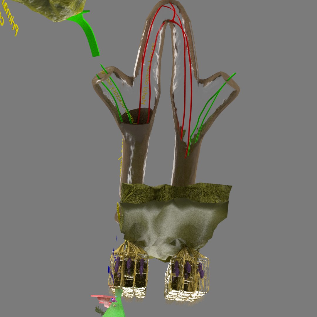 olfactory labelled 3D model https://p.turbosquid.com/ts-thumb/Bc/DGQhfX/mntRYuQM/25/png/1594010474/1920x1080/fit_q87/53b7b9e69f5e4b58989fd3c68bddd5a2ba5a6775/25.jpg