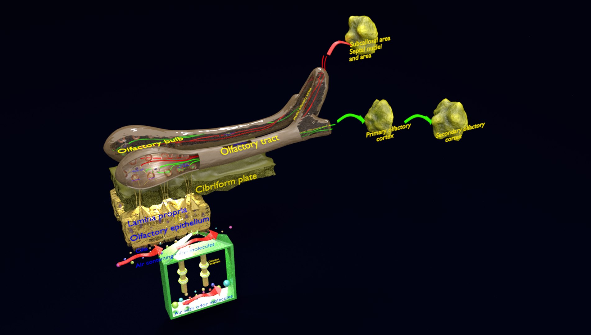olfactory labelled 3D model https://p.turbosquid.com/ts-thumb/Bc/DGQhfX/tJN3SBqo/1/png/1594009973/1920x1080/fit_q87/847b10e86d259a4a06752356526a4bfe2f757715/1.jpg