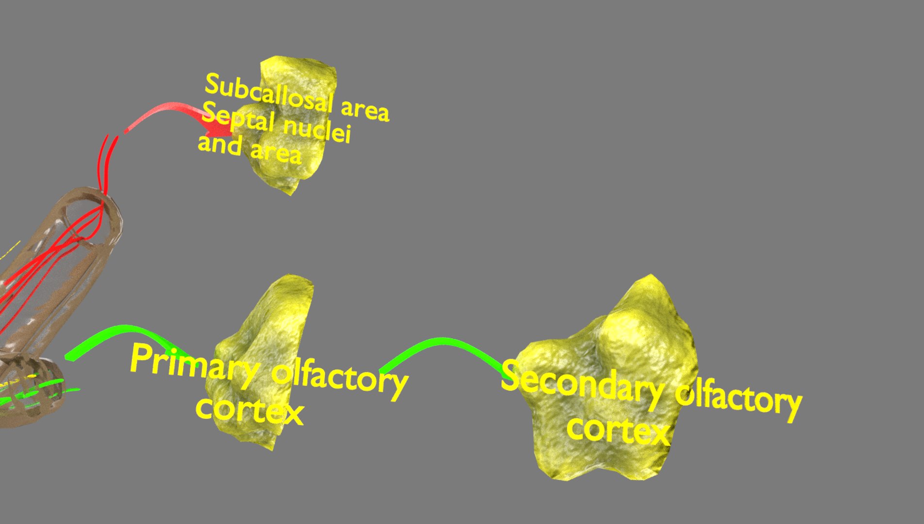 olfactory labelled 3D model https://p.turbosquid.com/ts-thumb/Bc/DGQhfX/zuDro51V/27/png/1594010474/1920x1080/fit_q87/7ccb37136f601a115e6b7767f9d042441330255c/27.jpg