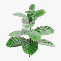 Arabica Coffee Plant