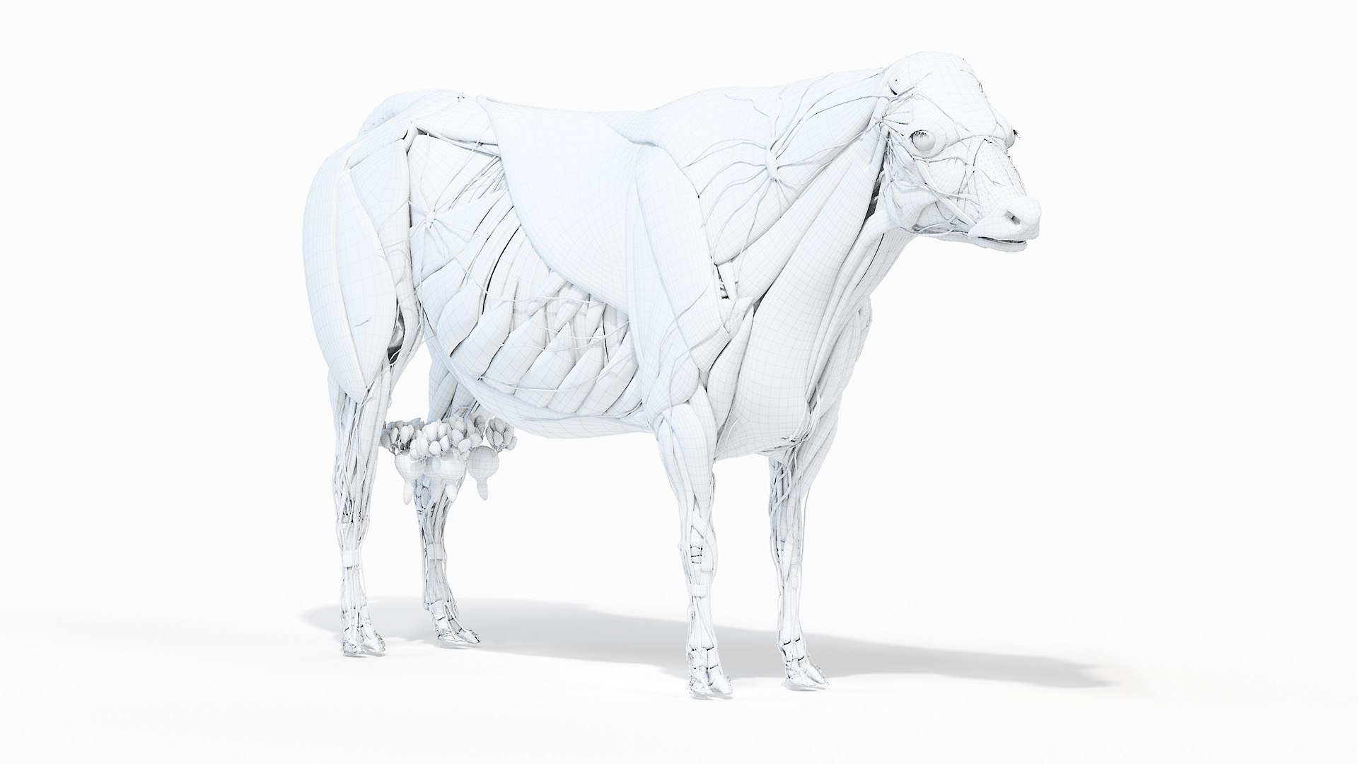 Full Cow Anatomy Static 3D model https://p.turbosquid.com/ts-thumb/Bc/hLnVEy/2Y/cow_anatomy_wire_anatomy0000/jpg/1641893453/1920x1080/fit_q87/097894b10f89204c661395164ffa6b79a42067a4/cow_anatomy_wire_anatomy0000.jpg