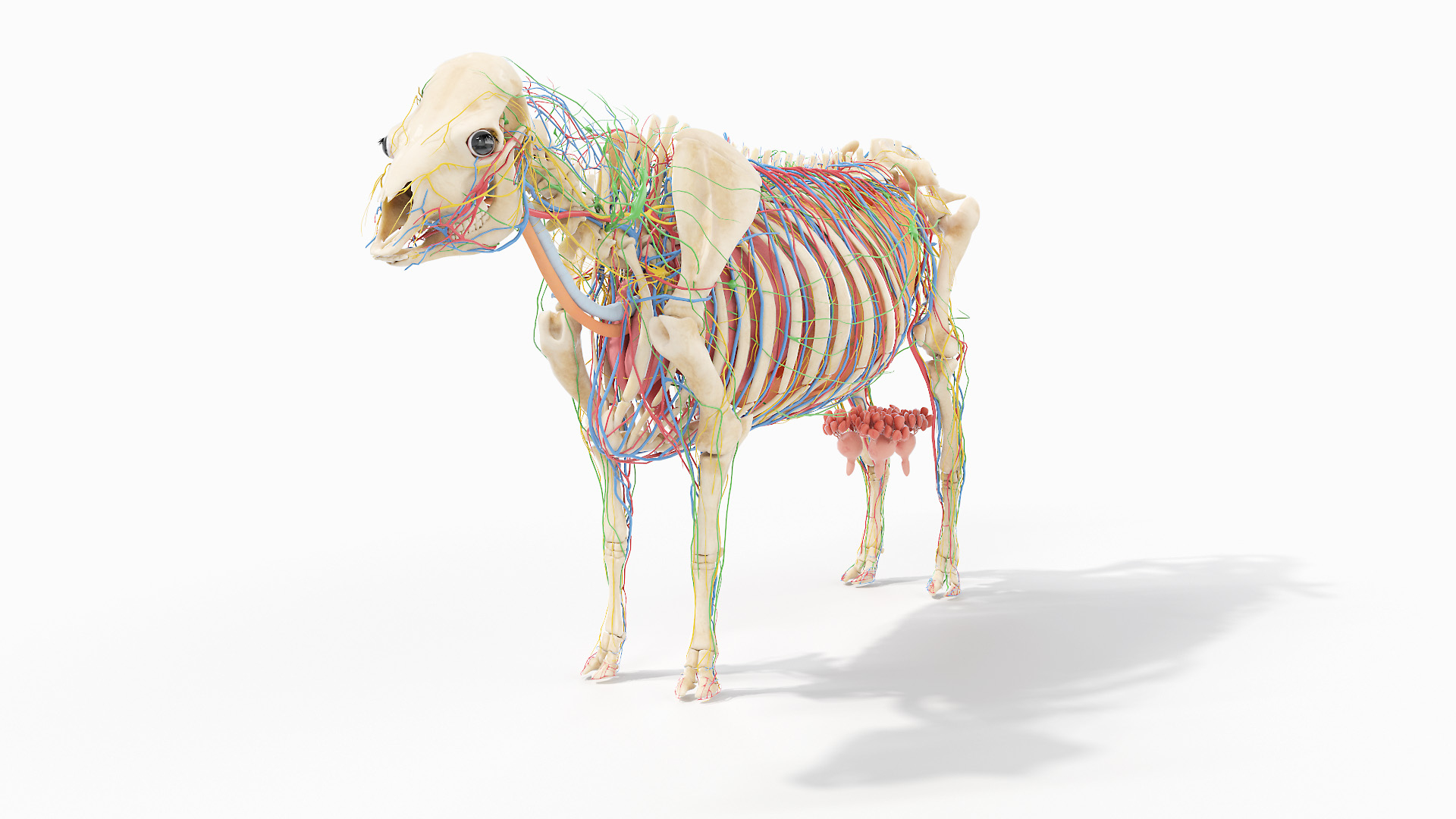 Full Cow Anatomy Static 3D model https://p.turbosquid.com/ts-thumb/Bc/hLnVEy/5Z/00_skeleton_organs_nerves_lymph_tt/jpg/1641891452/1920x1080/turn_fit_q99/da15d92a32015c59a43b25d6135445bb354b601c/00_skeleton_organs_nerves_lymph_tt-1.jpg