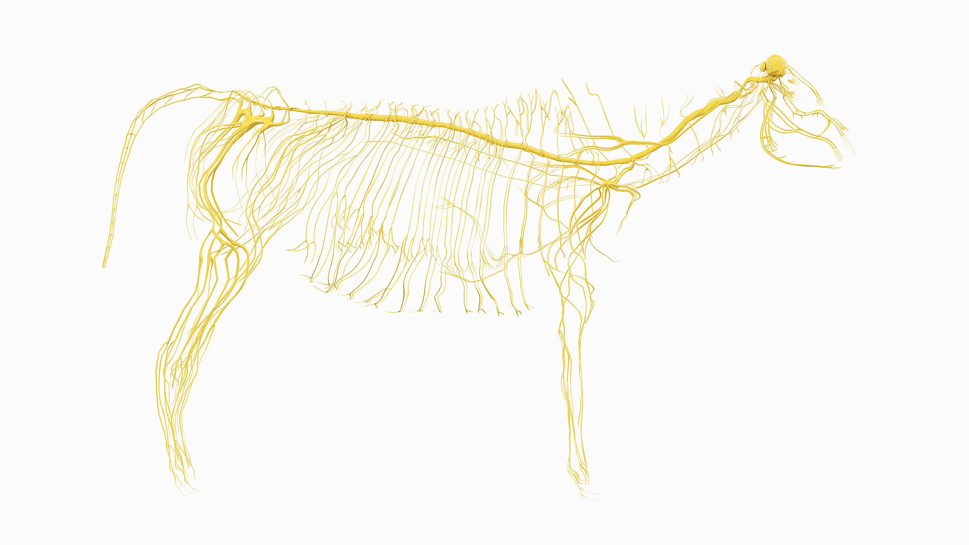 Full Cow Anatomy Static 3D model https://p.turbosquid.com/ts-thumb/Bc/hLnVEy/9D/05_cow_nerves_0002/jpg/1641892996/1920x1080/fit_q87/ab9947cb7905ac70a92c78a85aacbaca94361905/05_cow_nerves_0002.jpg