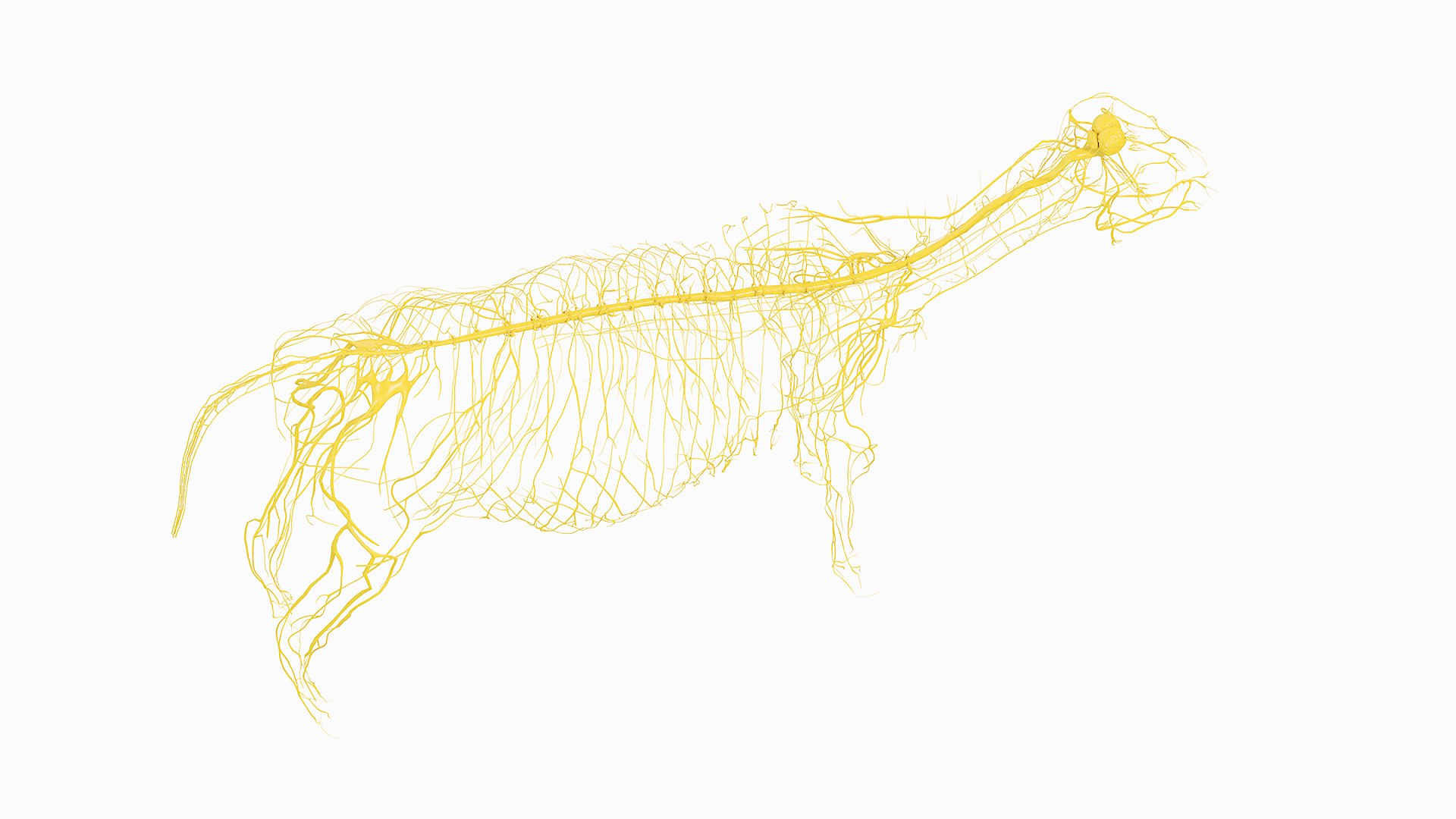 Full Cow Anatomy Static 3D model https://p.turbosquid.com/ts-thumb/Bc/hLnVEy/KP/05_cow_nerves_0004/jpg/1641892997/1920x1080/fit_q87/9591a1f590269c78607e3e3d33c3df38bfe1850e/05_cow_nerves_0004.jpg