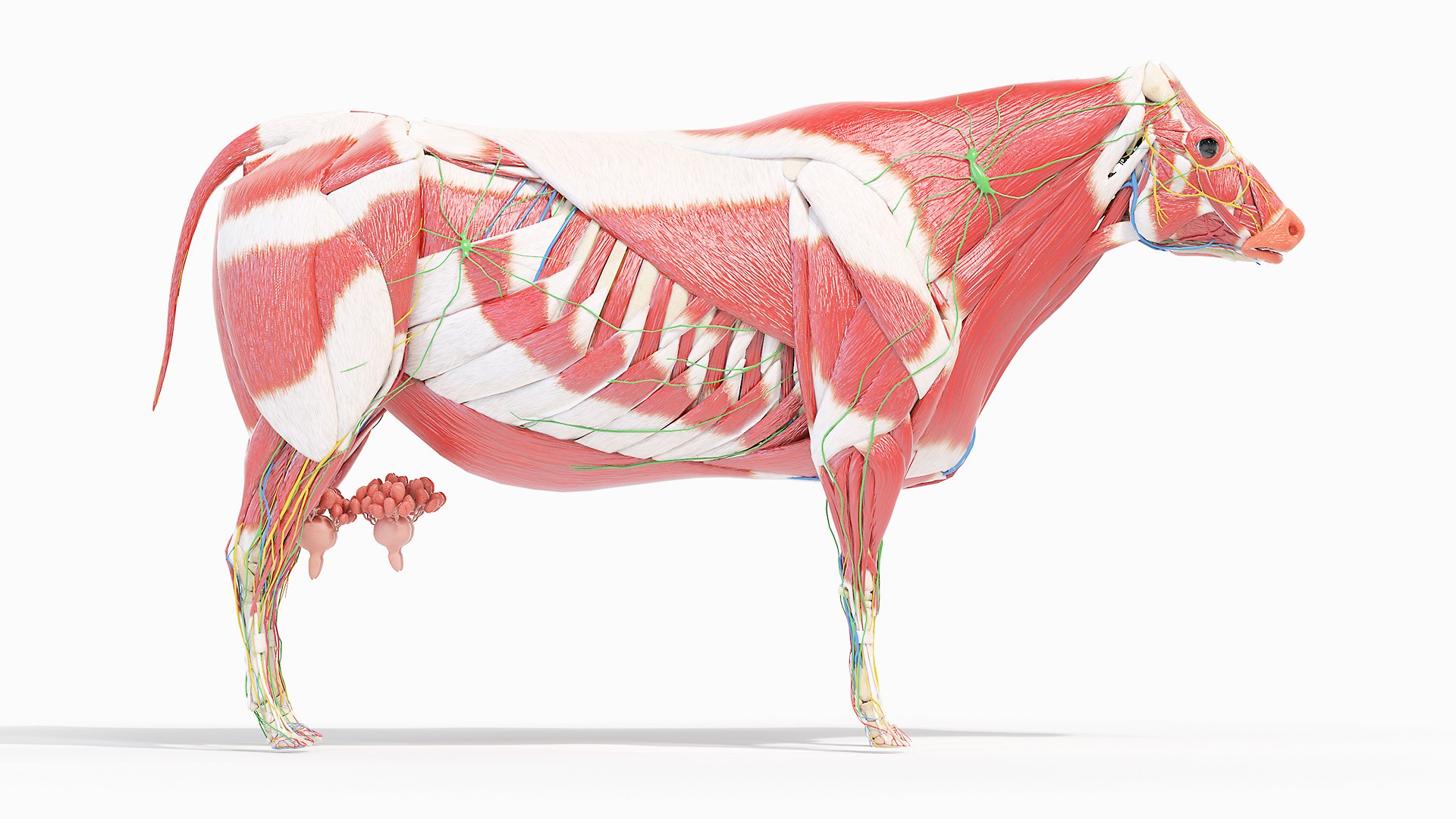 Full Cow Anatomy Static 3D model https://p.turbosquid.com/ts-thumb/Bc/hLnVEy/Kb/00_skeleton_muscles_organs_nerves_lymph_0002/jpg/1641893195/1920x1080/fit_q87/c8f84782ebf53b1b614af2c20a7f349b7a141de8/00_skeleton_muscles_organs_nerves_lymph_0002.jpg