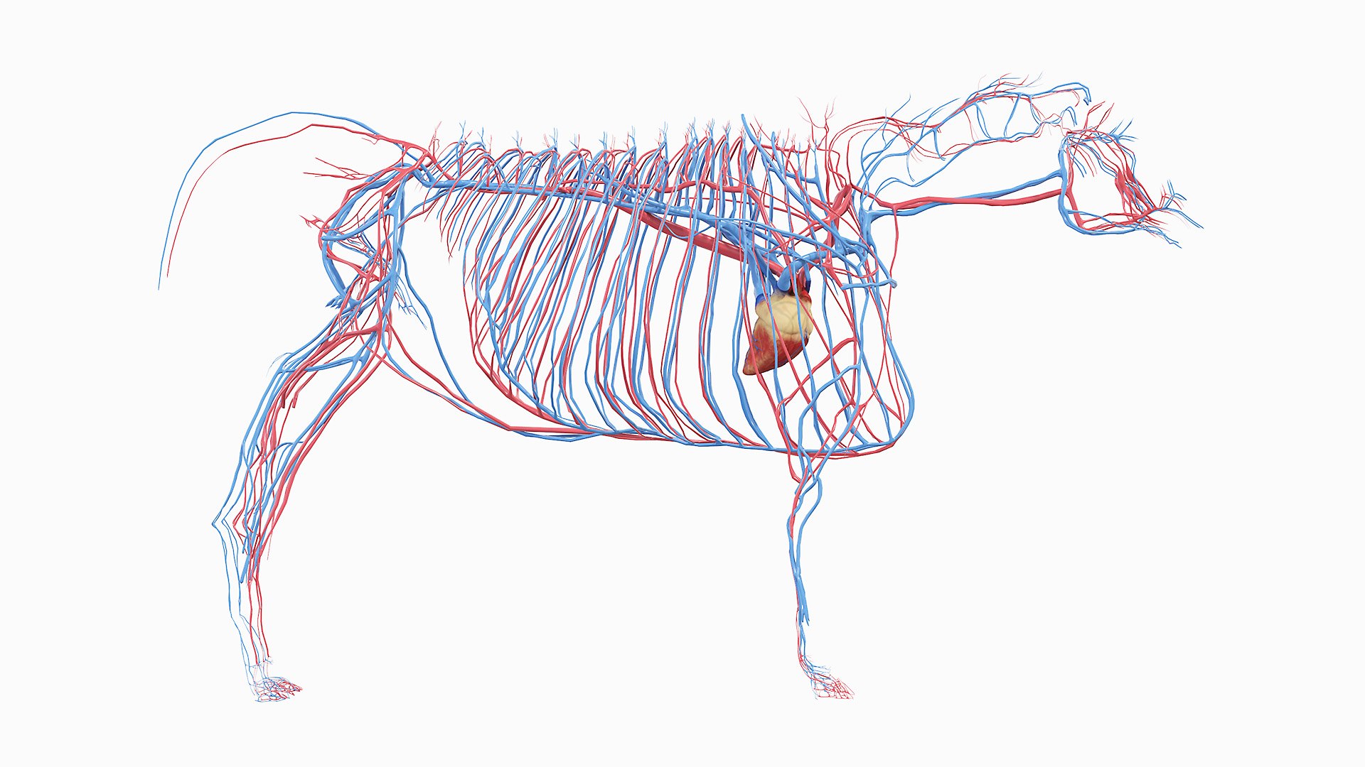 Full Cow Anatomy Static 3D model https://p.turbosquid.com/ts-thumb/Bc/hLnVEy/PH/07_cow_vascular_0002/jpg/1641893059/1920x1080/fit_q87/bbe3278b2485fdc1c92050780628f0c66fb35c91/07_cow_vascular_0002.jpg