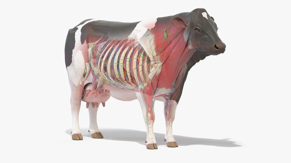 Full Cow Anatomy Static 3D model - TurboSquid 1838598 Full Cow Anatomy Static 3D model - TurboSquid 1838598