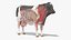 Full Cow Anatomy Static 3D model