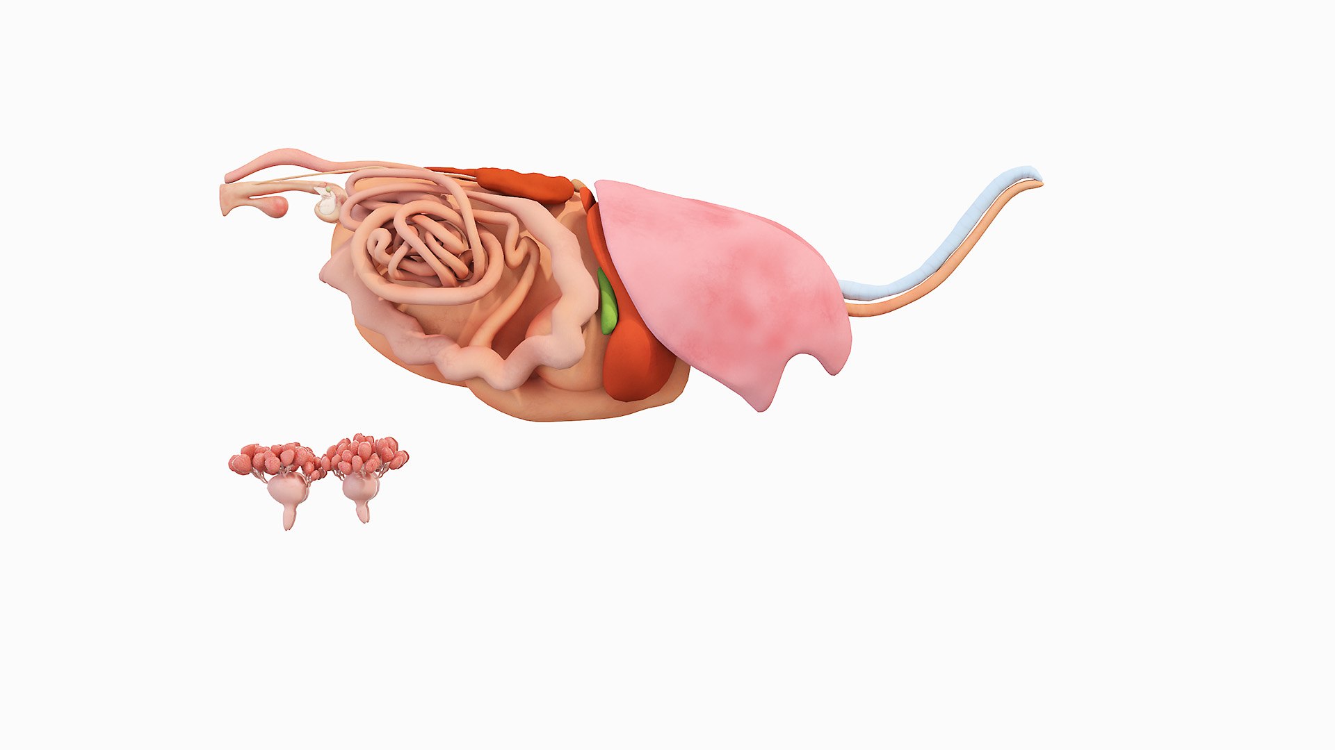 Full Cow Anatomy Static 3D model https://p.turbosquid.com/ts-thumb/Bc/hLnVEy/tE/08_cow_organs_0002/jpg/1641893157/1920x1080/fit_q87/ab857d8c607da051429b4f0fbb2e846d273631ca/08_cow_organs_0002.jpg