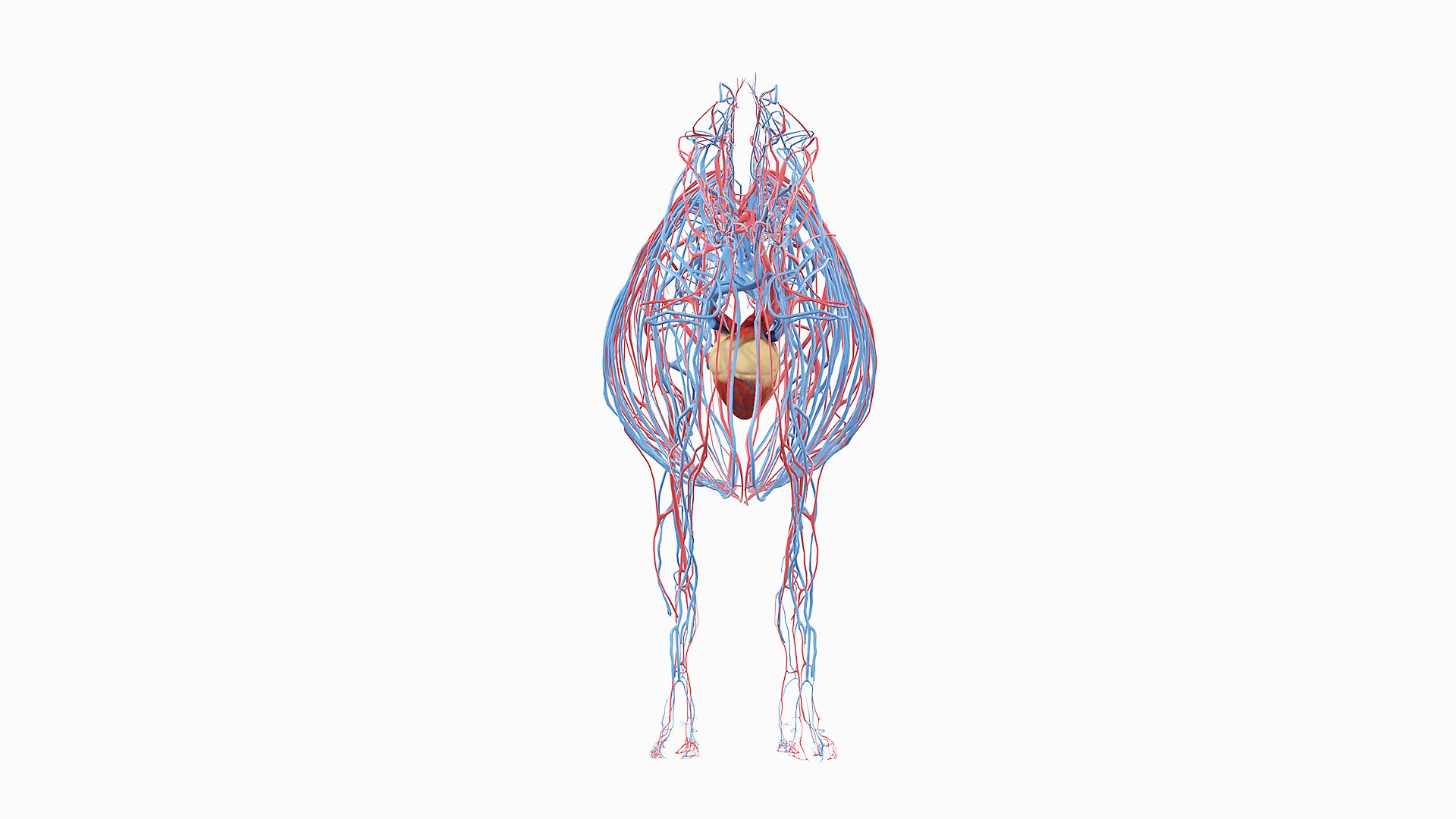 Full Cow Anatomy Static 3D model https://p.turbosquid.com/ts-thumb/Bc/hLnVEy/ti/07_cow_vascular_0005/jpg/1641893059/1920x1080/fit_q87/bc660874fa04dbd97f30b1bc680771b5bd3ac480/07_cow_vascular_0005.jpg