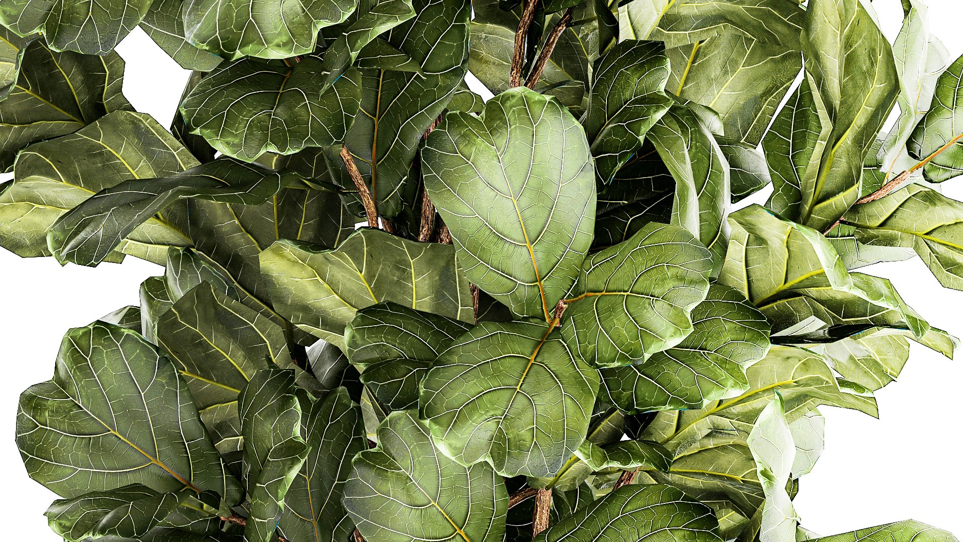 Tree in modern white flower pot Ficus lyrata 1459 3D https://p.turbosquid.com/ts-thumb/Bc/u9ILTY/Dm/1ficus2711202307/jpg/1701165288/1920x1080/fit_q87/486970ed89d9a49e922e8226597de6c45c0de93d/1ficus2711202307.jpg