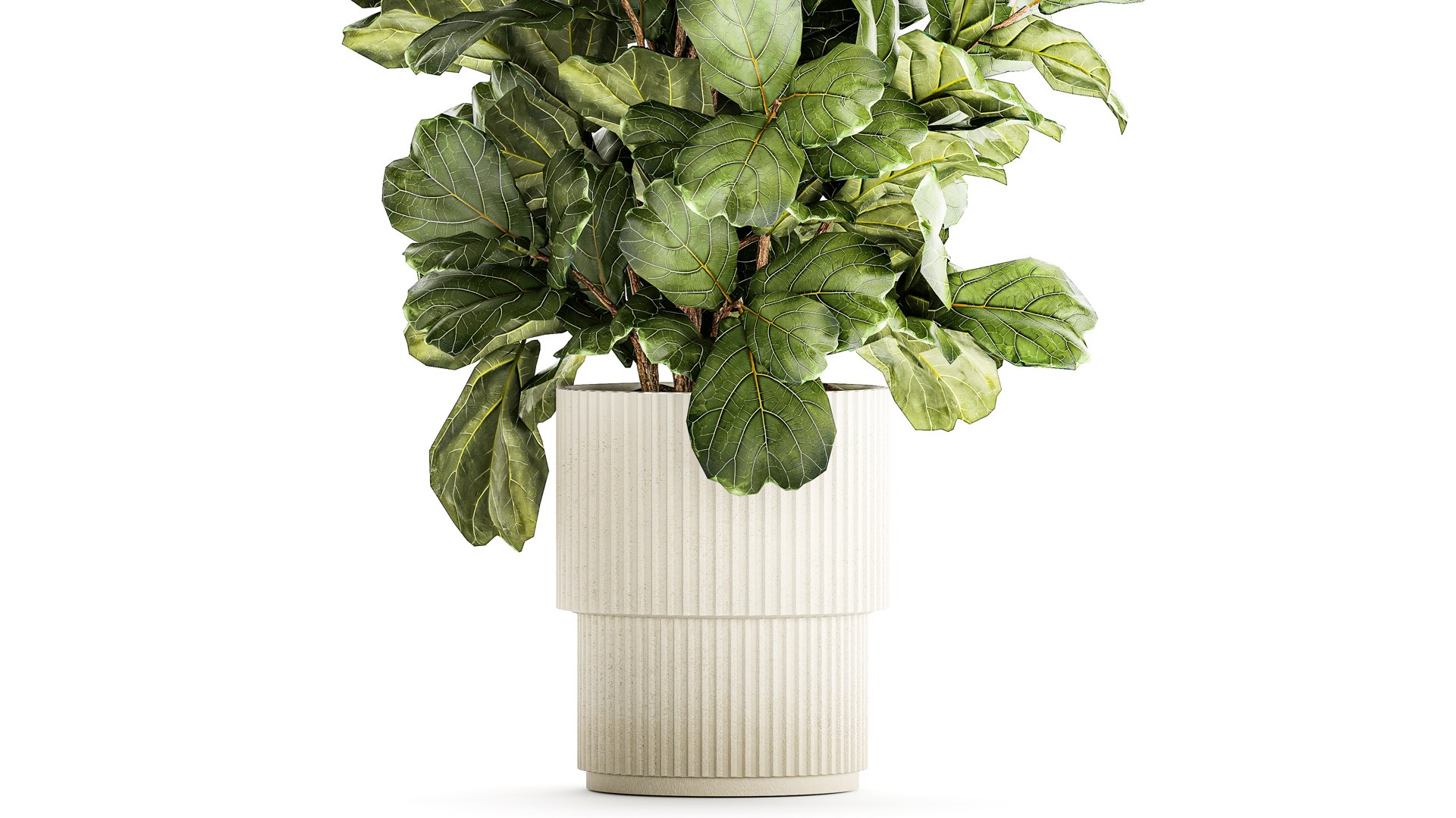 Tree in modern white flower pot Ficus lyrata 1459 3D https://p.turbosquid.com/ts-thumb/Bc/u9ILTY/Eu/1ficus2711202306/jpg/1701165288/1920x1080/fit_q87/ede96117adedd674d7c8003c19cdb6e66dcb4918/1ficus2711202306.jpg