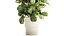 Árvore em vaso de flores branco moderno Ficus lyrata 1459