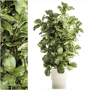 Tree in modern white flower pot Ficus lyrata 1459
