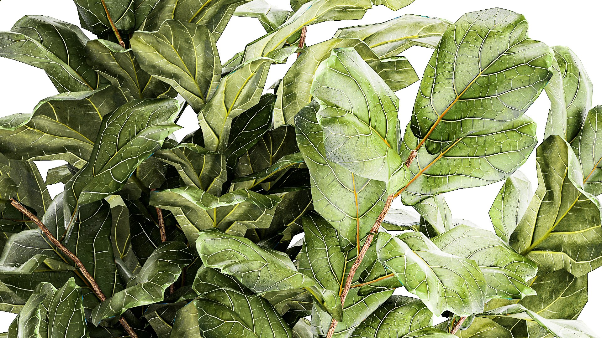 Tree in modern white flower pot Ficus lyrata 1459 3D https://p.turbosquid.com/ts-thumb/Bc/u9ILTY/Mz/1ficus2711202308/jpg/1701165318/1920x1080/fit_q87/9eee01c51f3f8ae841aaf67ba601fe112c5ab8fa/1ficus2711202308.jpg