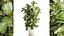 Árvore em vaso de flores branco moderno Ficus lyrata 1459