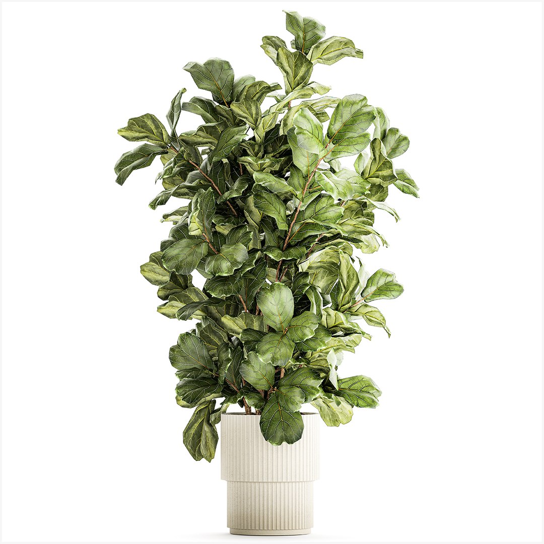 Tree in modern white flower pot Ficus lyrata 1459 3D https://p.turbosquid.com/ts-thumb/Bc/u9ILTY/pN/1ficus2711202300/jpg/1701165431/1920x1080/fit_q87/86f53af3ffc8f7d554051dd7466ca504d64b9ba7/1ficus2711202300.jpg
