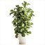 Árvore em vaso de flores branco moderno Ficus lyrata 1459