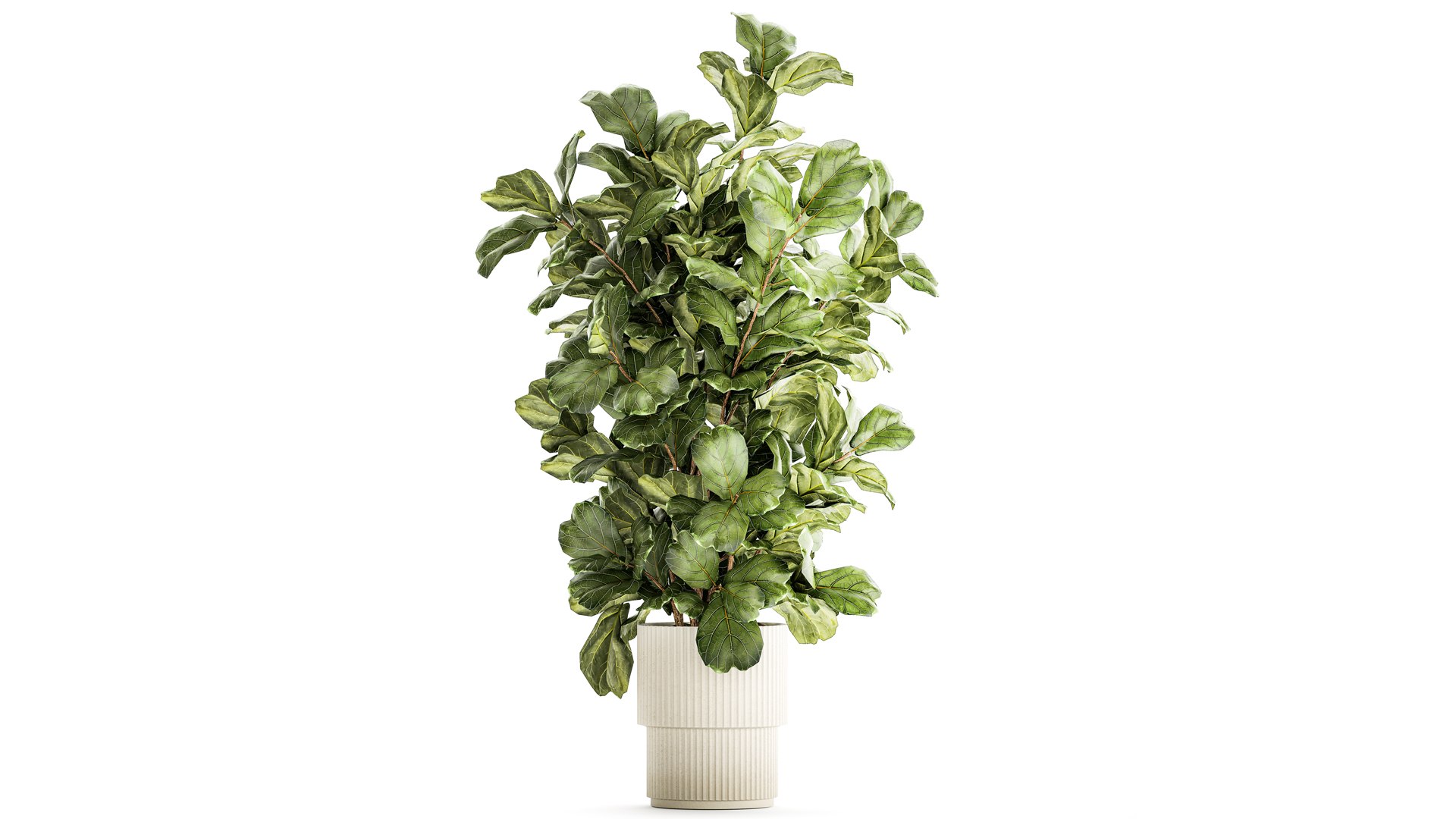 Tree in modern white flower pot Ficus lyrata 1459 3D https://p.turbosquid.com/ts-thumb/Bc/u9ILTY/r6/1ficus2711202304/jpg/1701165283/1920x1080/fit_q87/7a58db44add24e19bd51363610ebd626c5cb16d7/1ficus2711202304.jpg