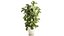 Árvore em vaso de flores branco moderno Ficus lyrata 1459