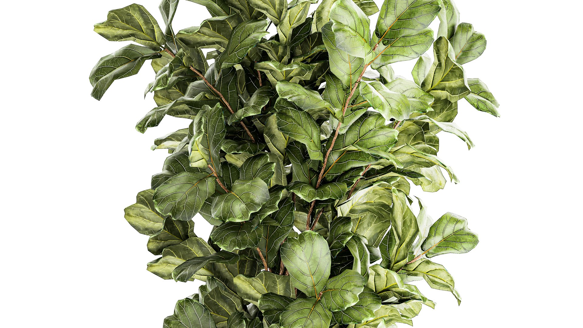 Tree in modern white flower pot Ficus lyrata 1459 3D https://p.turbosquid.com/ts-thumb/Bc/u9ILTY/xV/1ficus2711202305/jpg/1701165284/1920x1080/fit_q87/20d85e5b2a1808ec1166b9e9b2b5cca8aee87c5d/1ficus2711202305.jpg