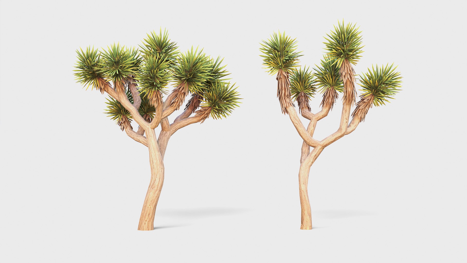 Desert tree and plant pack G95 3D model https://p.turbosquid.com/ts-thumb/Bc/wQyzTD/Fx/joshuatree_searchimage/jpg/1755184682/1920x1080/fit_q87/00e1308c995e4ebcd8fe2f91b89ef5e0d80683f6/joshuatree_searchimage.jpg