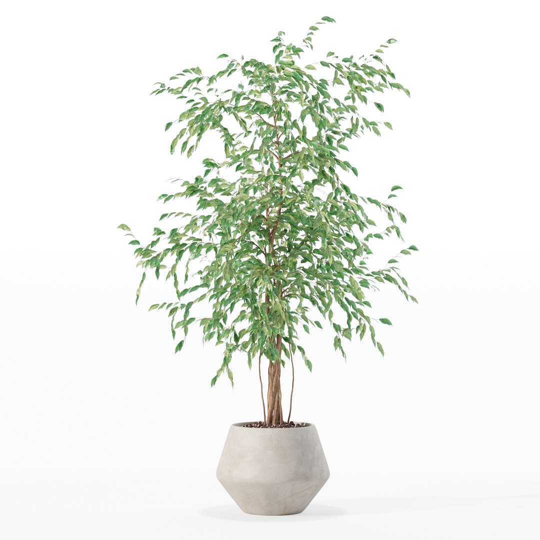 3D Model Ficus Benjamina In Modern Flower Pot - TurboSquid 2185940