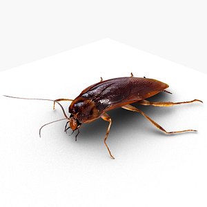 3D Cockroach model