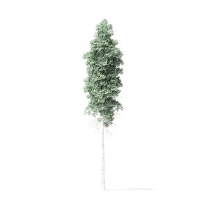 quaking aspen tree 10 3D