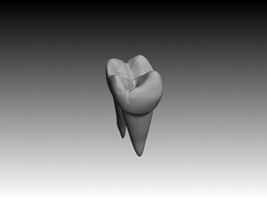 3ds max molar maxilar