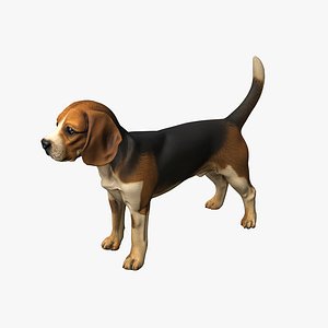 Beagle Dog 3D model