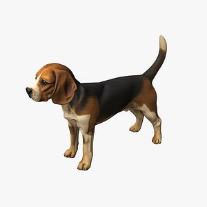Beagle Dog