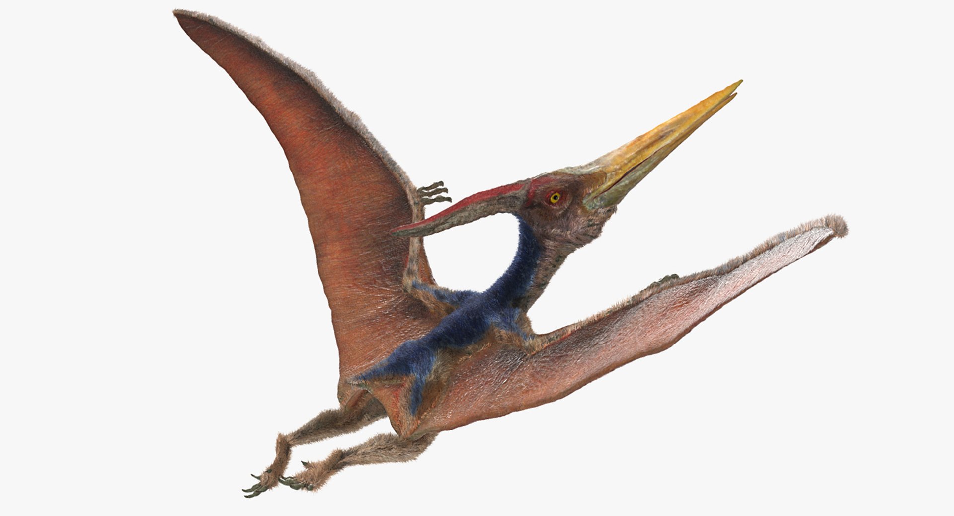 Pteranodon Rigged with Fur 3D Model 3D model preview